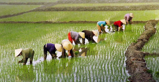 Nông dân thường xuyên tiếp xúc nguồn nước ngọt tự nhiên như ao hồ, mương rạch,... là đối tượng có nguy cơ cao bị nhiễm sán máng